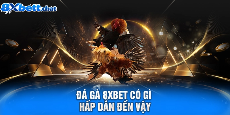 Đá gà 8XBET có gì hấp dẫn đến vậy