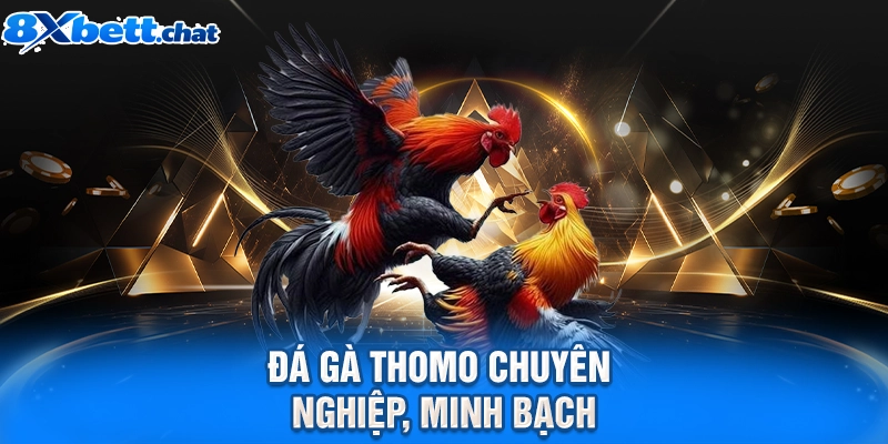 Đá gà Thomo chuyên nghiệp, minh bạch
