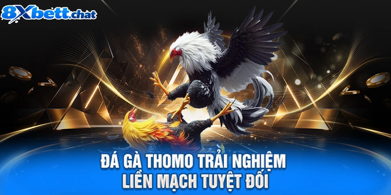 Đá gà Thomo trải nghiệm liền mạch tuyệt đối