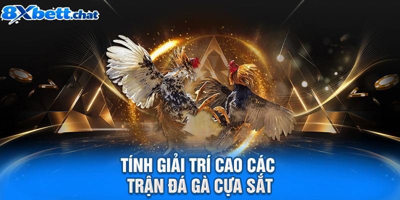 Tính giải trí cao các trận đá gà cựa sắt